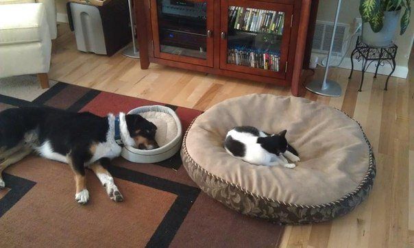 безкаркасні меблі для кота та собаки